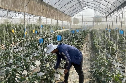 Những tỷ phú nông sản sạch