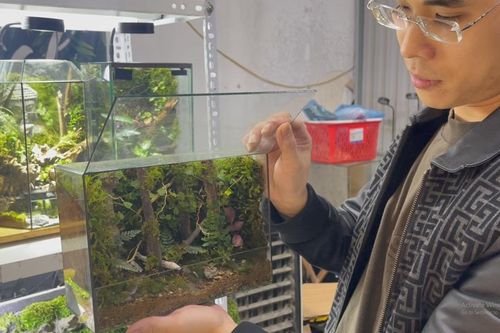 Độc đáo thú chơi Terrarium