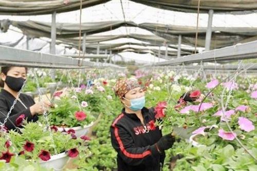 Nông nghiệp Thủ đô hiện đại, thông minh nhờ thoát 'tấm áo chật'