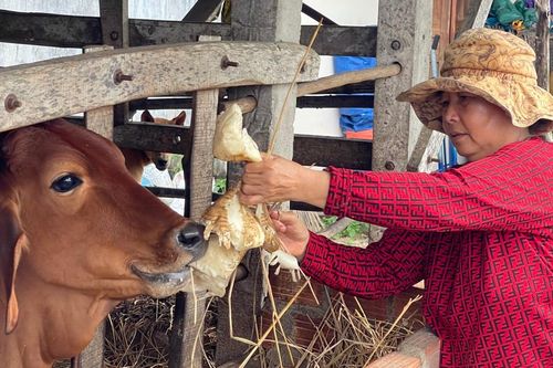 Không bán được nông sản, người dân đành để cho bò ăn