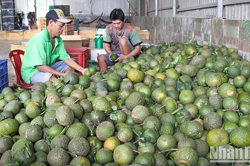 Vĩnh Long: Cam sành rớt giá còn 3.000 đồng/kg