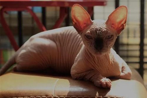 Loài mèo 'kinh dị nhất hành tinh': Thú cưng đắt đỏ bậc nhất thế giới!