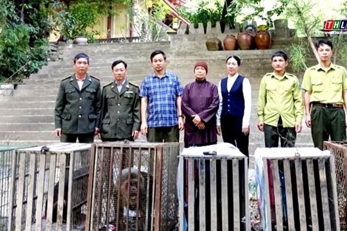 Lào Cai: Vườn quốc gia Hoàng Liên tiếp nhận thêm 13 cá thể động vật hoang dã