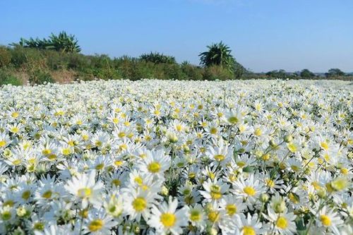 Dịu dàng cúc họa mi giữa sắc đông Ninh Bình