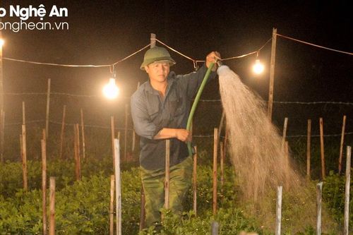 Nông dân Nghệ An chong đèn thâu đêm chăm hoa Tết