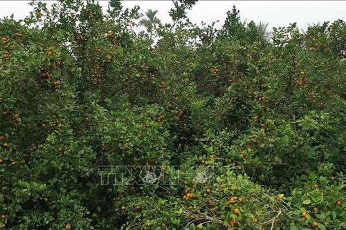 Trồng quýt hoi giúp người dân giảm nghèo