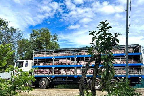 Lâm Đồng: Di dời hơn 8.300 con heo ra khỏi trang trại do ô nhiễm