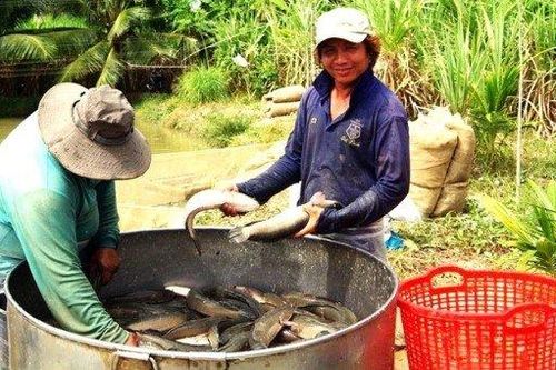 Trà Vinh: Giá cá lóc giảm sâu, nông dân trông chờ vào dịp Tết