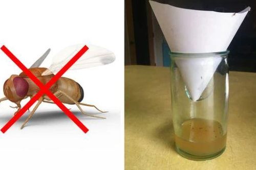Mẹo vặt giúp diệt trừ 10 loại côn trùng nguy hiểm này trong nhà
