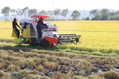 Giá phân bón biến động không theo quy luật mùa
