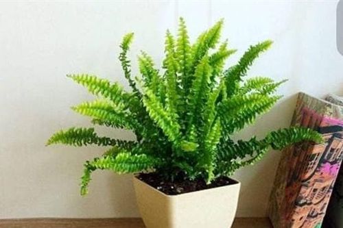 4 loại 'thảo mộc hút khí độc' này rất phù hợp cho căn bếp của bạn! Hút hết khói và giúp bạn nấu ăn với tâm trạng thoải mái