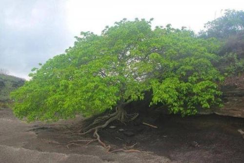 Loài cây độc nhất trên thế giới có thể bị nhiễm độc khi trốn dưới gốc cây vào ngày mưa, nhưng vỏ cây có thể được sử dụng làm kẹo cao su