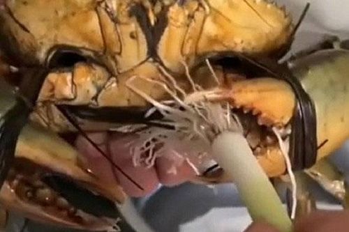 Clip: Gia chủ khoe 'bộ dao' độc lạ dùng để cắt rễ hành khiến ai xem cũng phải bái phục