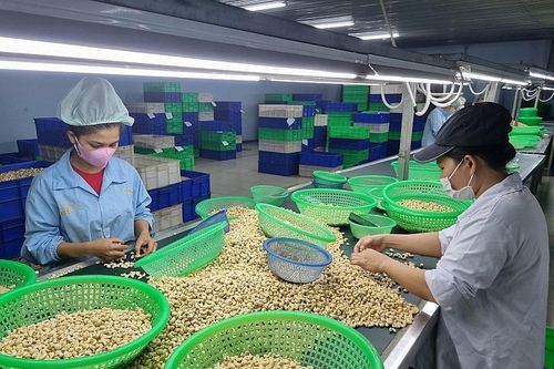 Triển vọng xuất khẩu điều trong năm 2024