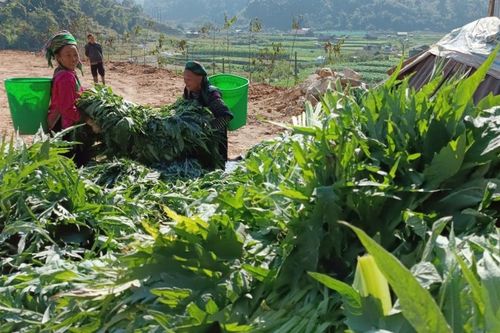 Giá lá actiso tăng, nông dân Sa Pa phấn khởi thu hoạch