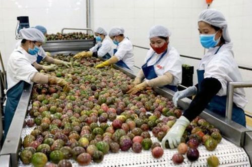 Kiểm soát chặt mã số vùng trồng để tránh nguy cơ bị mất thị trường xuất khẩu