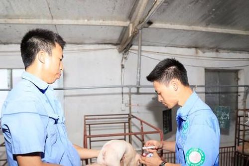 Phòng, chống dịch bệnh cho gia súc, gia cầm dịp cuối năm