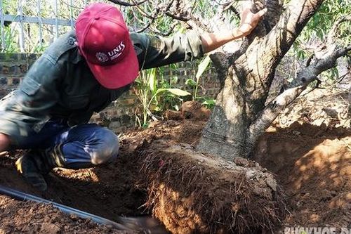 Nông dân kiếm bạc triệu mỗi ngày nhờ đánh gốc 'đào khủng'