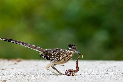 Loài gà kỳ lạ, không cần uống nước, là khắc tinh của rắn đuôi chuông cực độc
