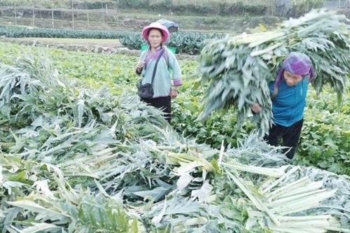 Lào Cai: Nông dân Sa Pa phấn khởi thu hoạch cây atiso
