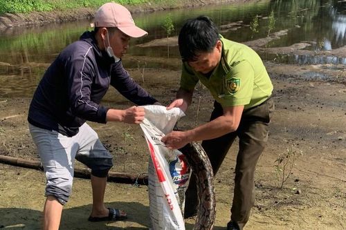 Quảng Trị: Phát hiện cá thể trăn gấm 'khủng' bị mắc lưới
