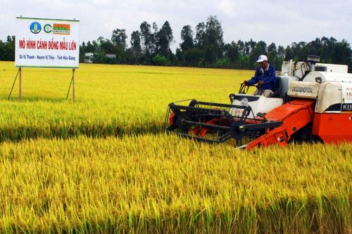 Thành lập Hiệp hội Ngành hàng lúa gạo Việt Nam
