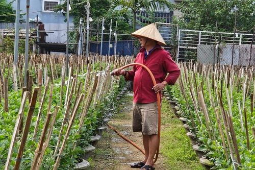 Các làng hoa ở Đà Nẵng rộn ràng vào vụ Tết