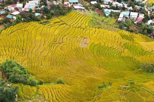 Đẹp ngỡ ngàng mùa lúa chín ở Măng Ri