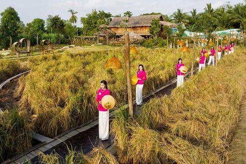 Sân khấu catwalk lãng mạn giữa đồng lúa của Người đẹp Tây Đô