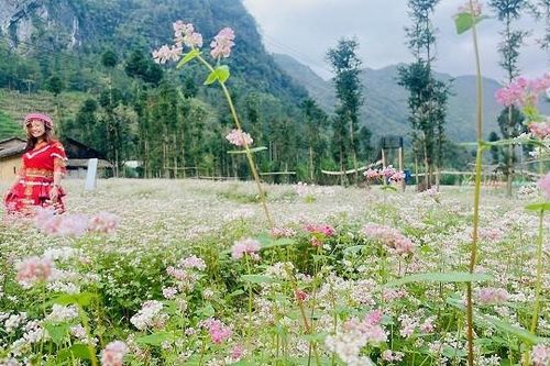 Hà Giang rực rỡ trong mùa hoa tam giác mạch