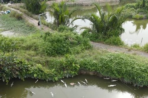 Nguyên nhân hàng trăm kg cá chết nổi trắng ao ở TPHCM