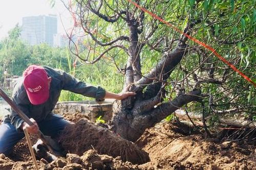 Hà Nội: Kiếm bạc triệu mỗi ngày từ việc đi đánh gốc đào thuê