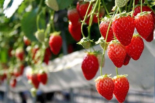 Dâu tây Đà Lạt được công nhận là 'Đặc sản châu Á'
