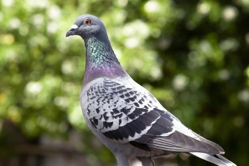 Em bé tử vong vì nhiễm virus từ bồ câu