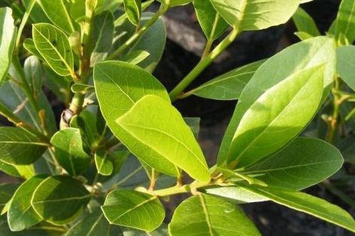 Công dụng của loại lá dân dã ở Việt Nam nhưng trị giá 2 triệu đồng/kg tại Mỹ