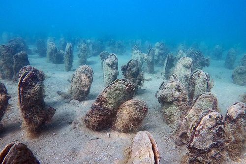 Loài trai khổng lồ 1,2m tưởng đã tuyệt chủng 'tái xuất' ngoài khơi Croatia