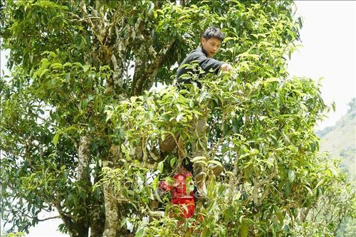 Rừng chè Shan tuyết cổ thụ vô giá ở Tủa Chùa