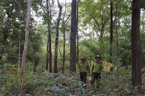 Phía sau những cánh rừng: Máu đã đổ trong những cuộc chiến bảo vệ rừng (Bài 2)