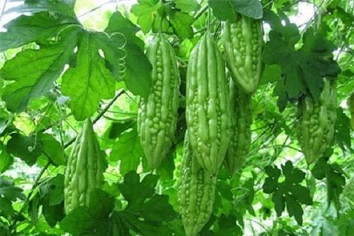 Quả mướp đắng- món ăn bài thuốc