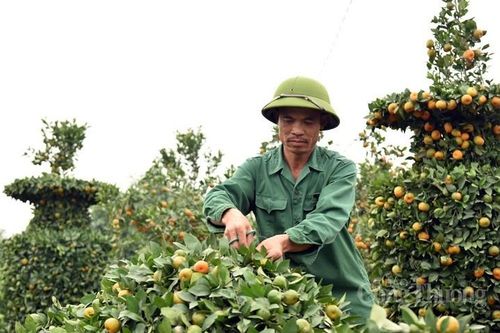 Hưng Yên: Nông dân Văn Giang 'biến' cây quýt thành những tác phẩm độc đáo