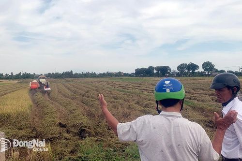 Thu hoạch vụ lúa thu - đông đạt lợi nhuận cao