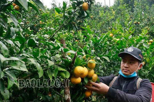 Đồng bào dân tộc thiểu số khu vực biên giới tích cực sản xuất nông nghiệp hàng hóa