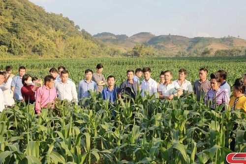 Tham quan các mô hình phát triển kinh tế tại huyện Mai Sơn