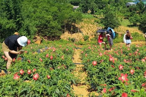 Quan tâm nghiên cứu hỗ trợ công tác xây dựng, phát triển vùng dược liệu quý