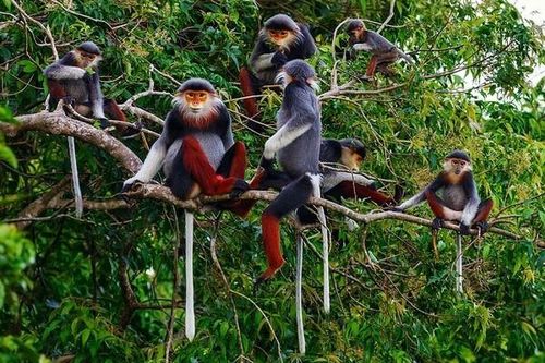 Bẫy ảnh hỗ trợ kiểm soát bảo tồn đa dạng sinh học