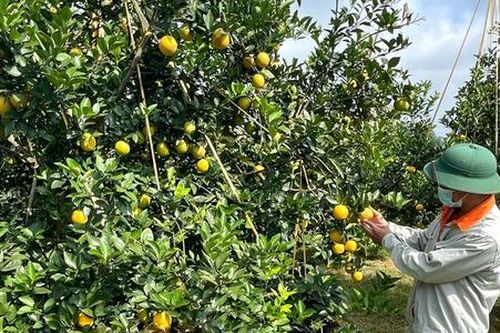 Nông dân Cao Phong bội thu nhờ sản xuất nông nghiệp chuỗi
