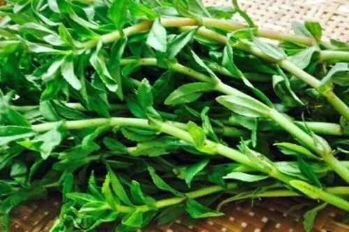 Tác dụng của rau ngổ ít người biết