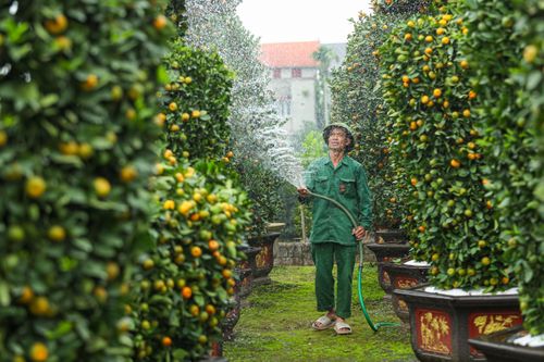 Quất lục bình tiền triệu trĩu quả, sắp tung ra thị trường Tết Giáp Thìn 2024