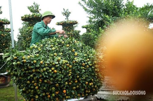 Quýt thỏi vàng trị giá hàng chục triệu đồng được dự báo hút khách dịp Tết