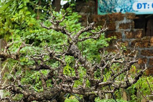 Hà Nội: Đào thất thốn giá chục triệu 'ngủ' phòng điều hòa chờ đón Tết